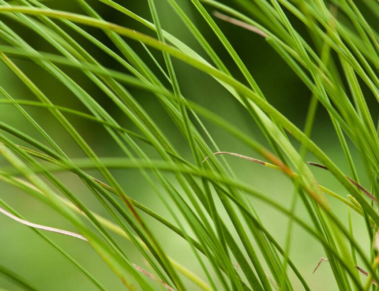 Carex testacea 'Lime Shine'